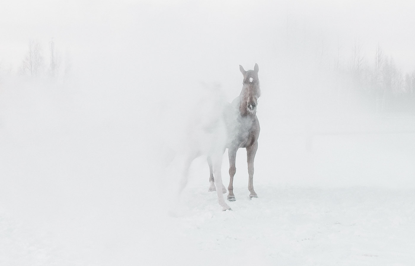 Арт-платформа Elephant in the Louvre