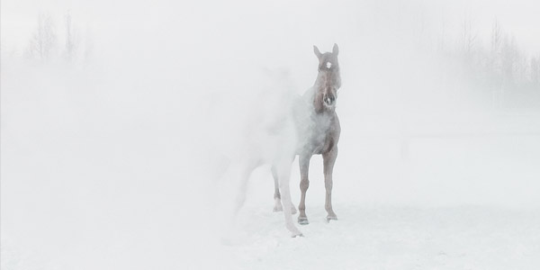 Арт-платформа Elephant in the Louvre